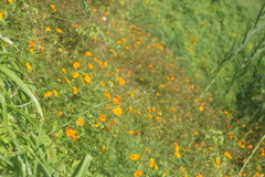DSC05334