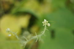 DSC05526