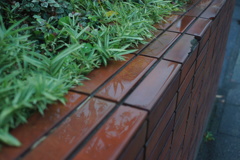 雨上がりの鏡