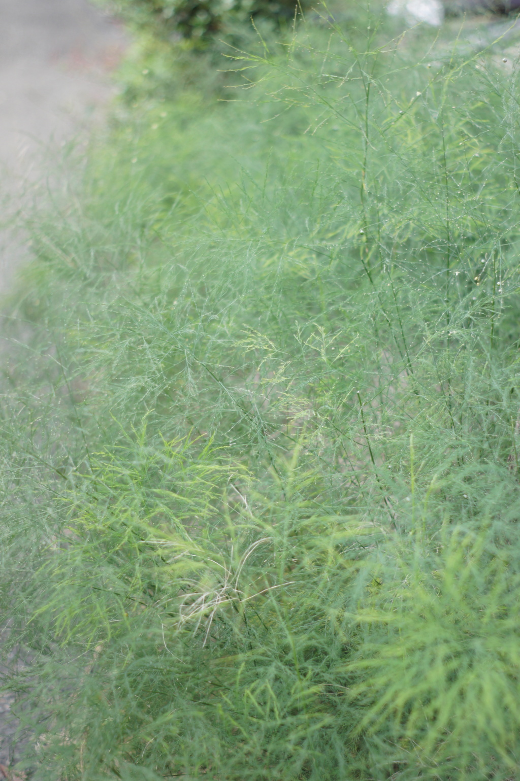 繊細