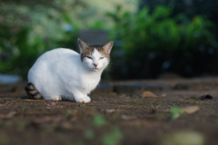 なんだね？