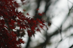 朱に染まる