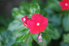 真っ赤な花