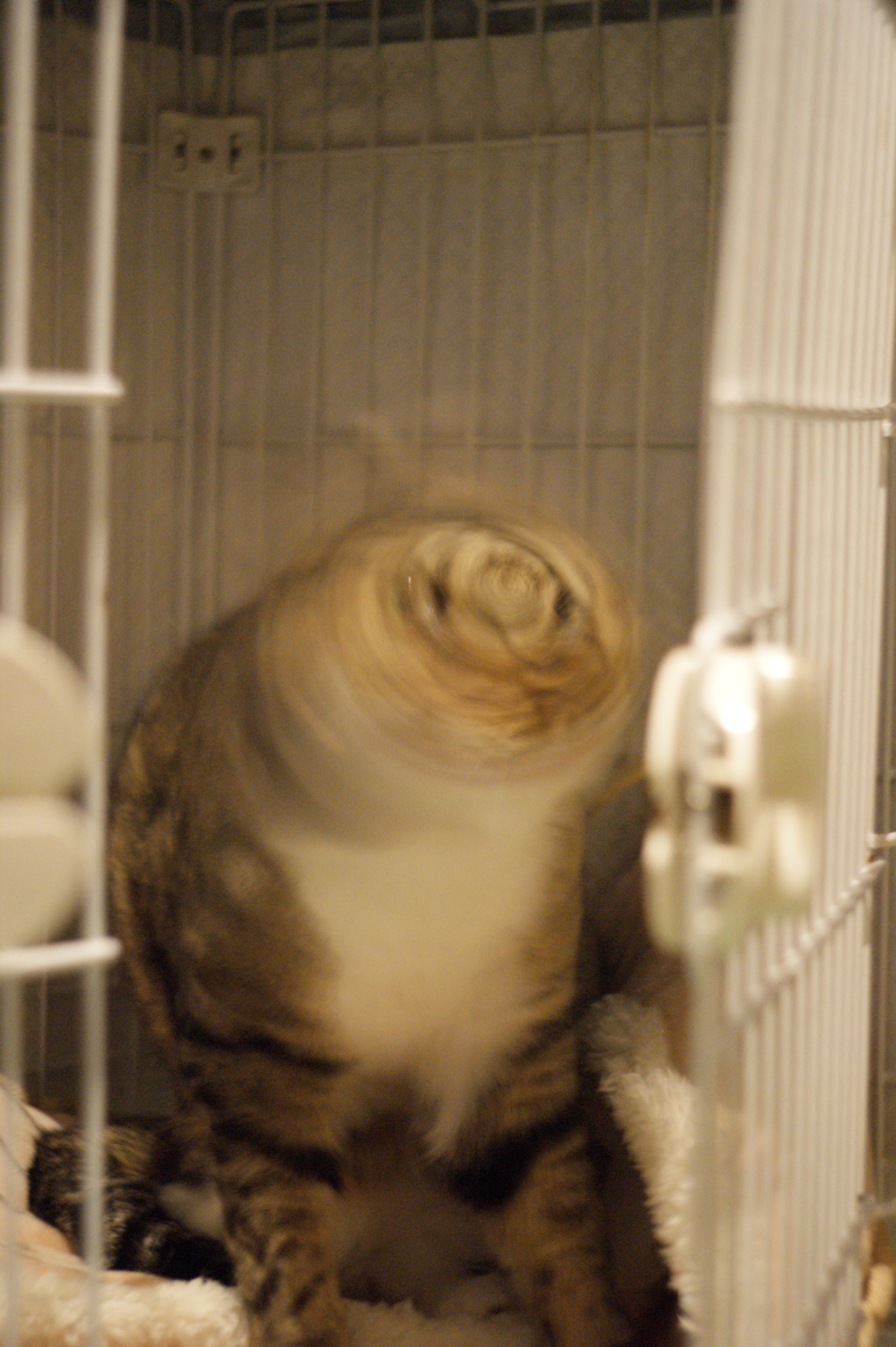 猫ドリル by Kurum (ID:6286792) - 写真共有サイト:PHOTOHITO