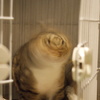 猫ドリル