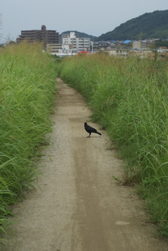 カラスと道