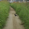 カラスと道