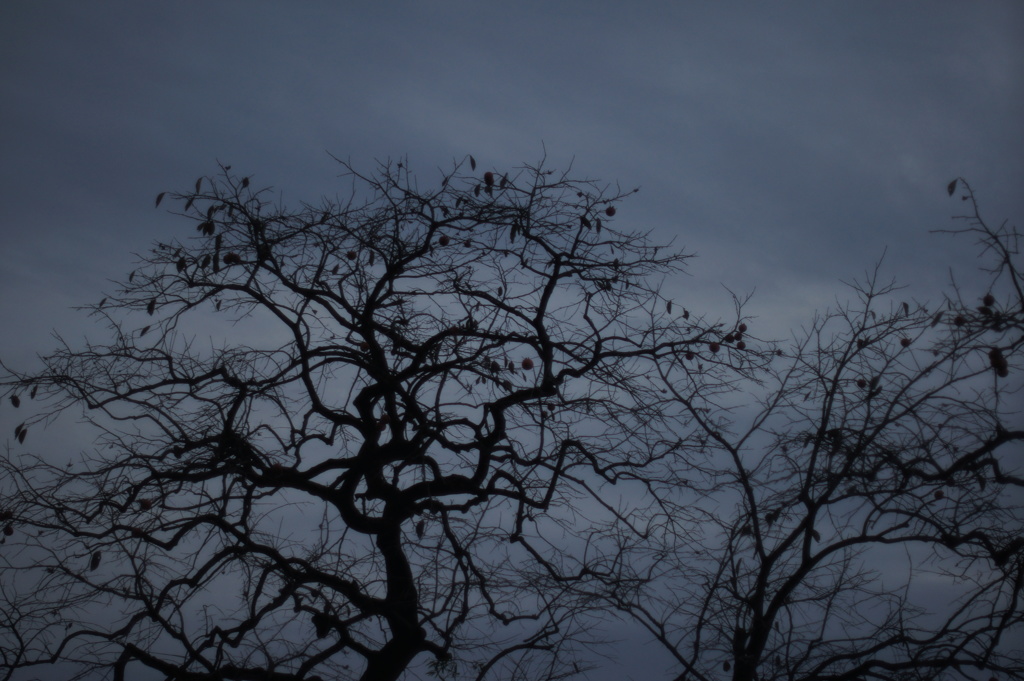 幽霊の正体見たり枯れ木