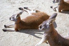 アカカンガルー