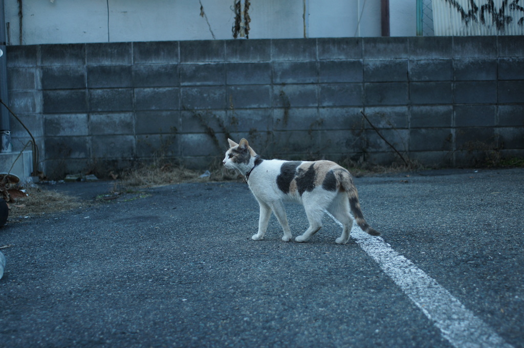 駐車場猫３