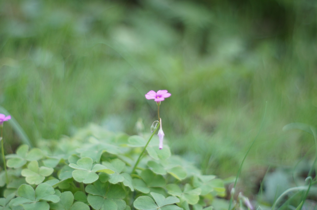 一輪花