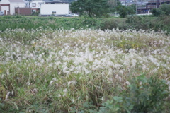 すすきの