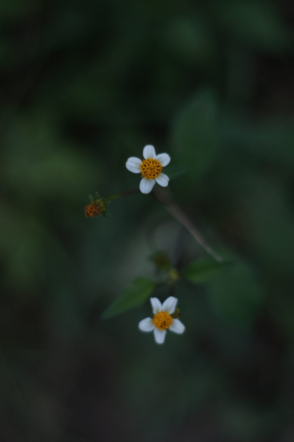 暗いバージョン