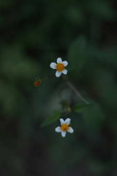 暗いバージョン