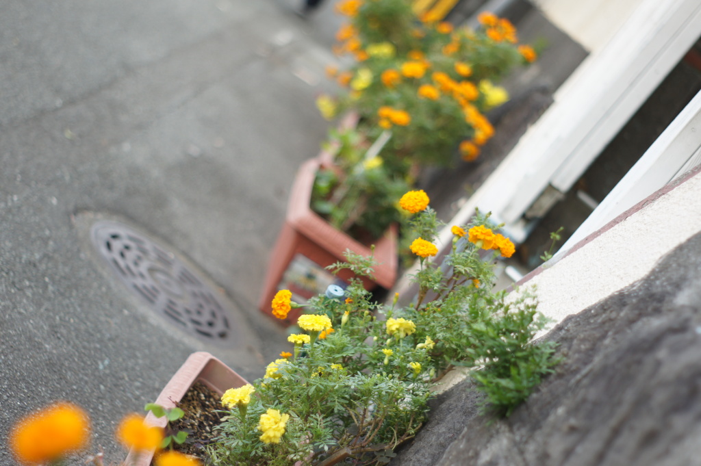 鉢植え