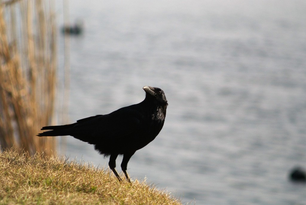 カラスの黄昏