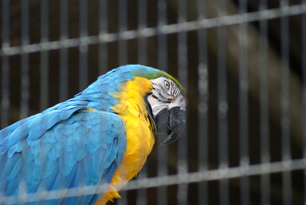 ルリコンゴウインコ