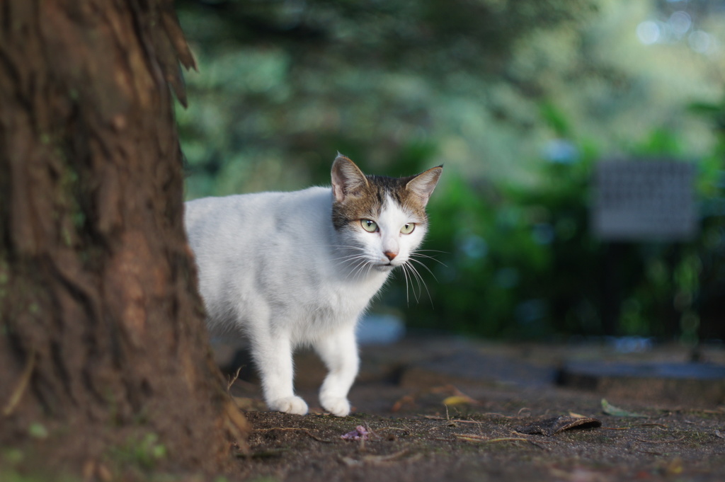 来たか、人間