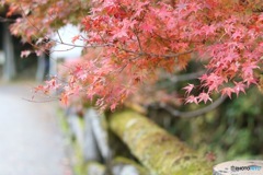 紅葉
