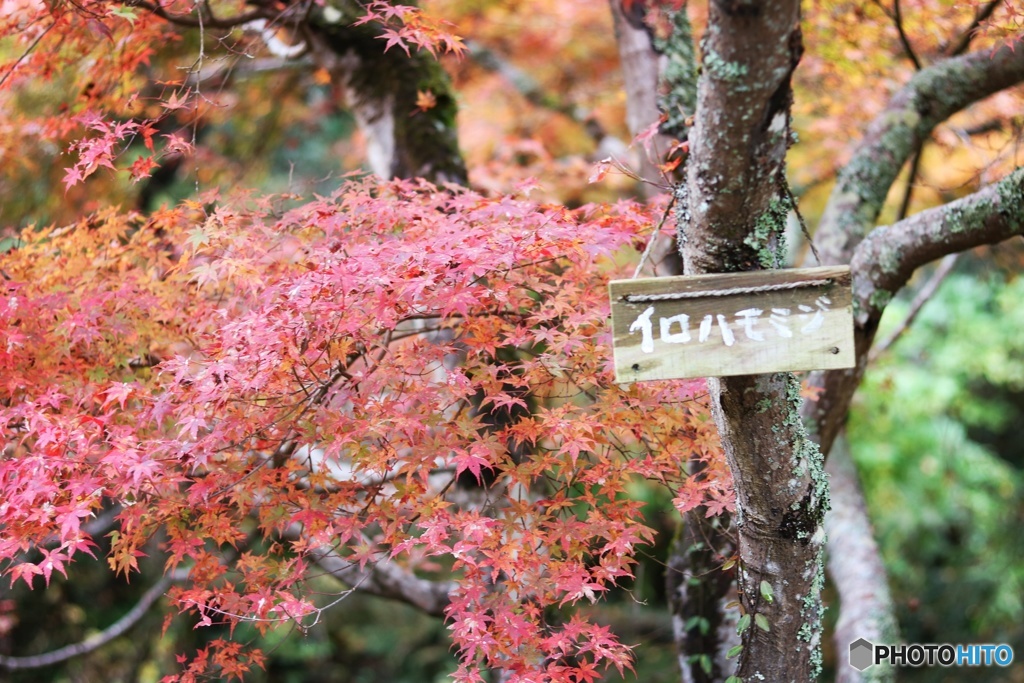 紅葉