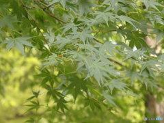 楓