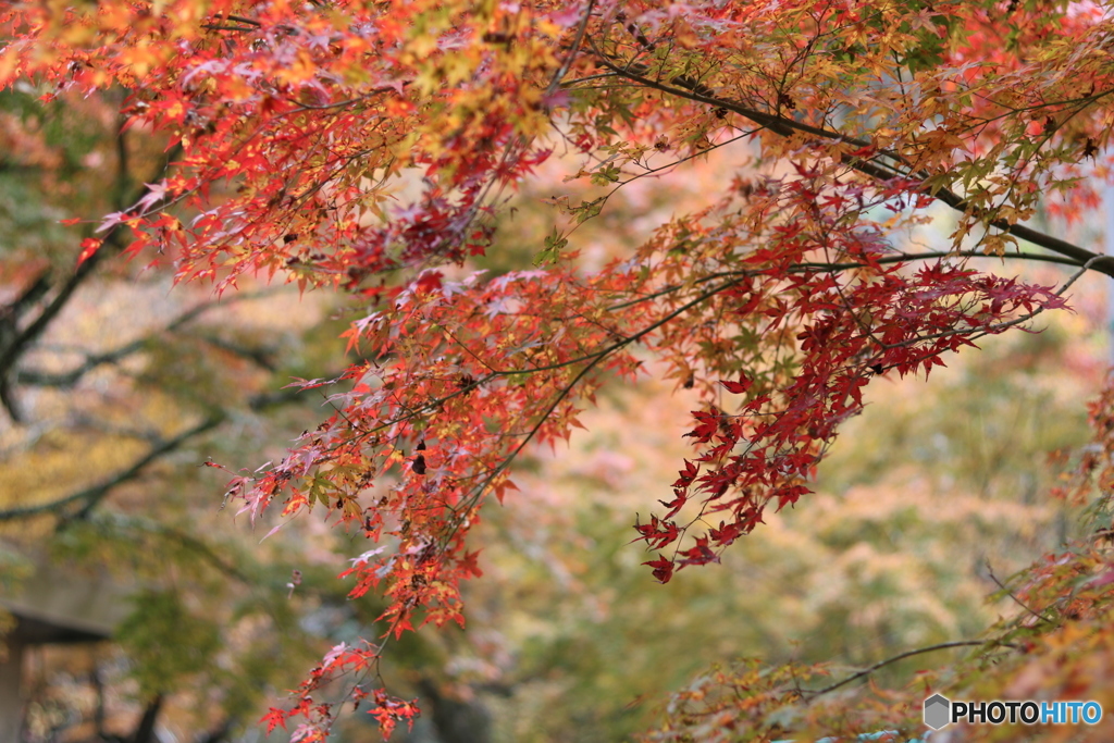 紅葉
