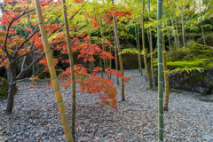 紅葉2