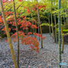 紅葉2
