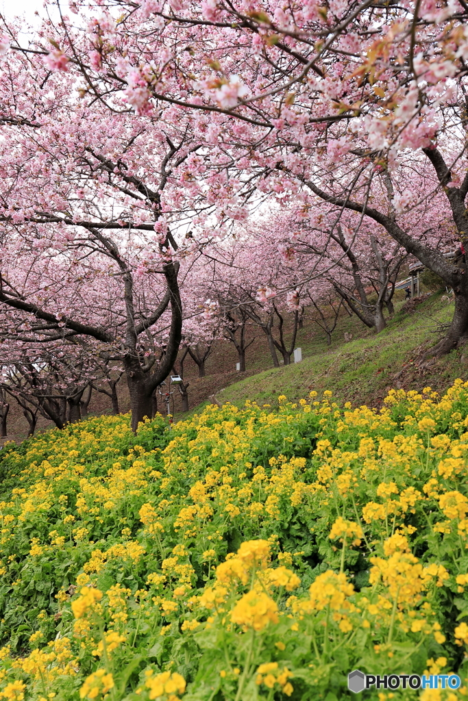 桜3