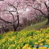 桜3