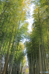 竹林の小径