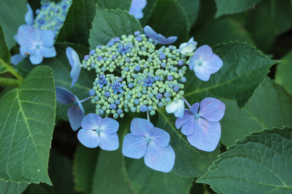 近所の紫陽花