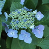 近所の紫陽花