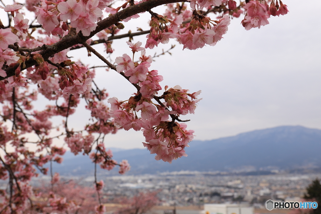 桜1