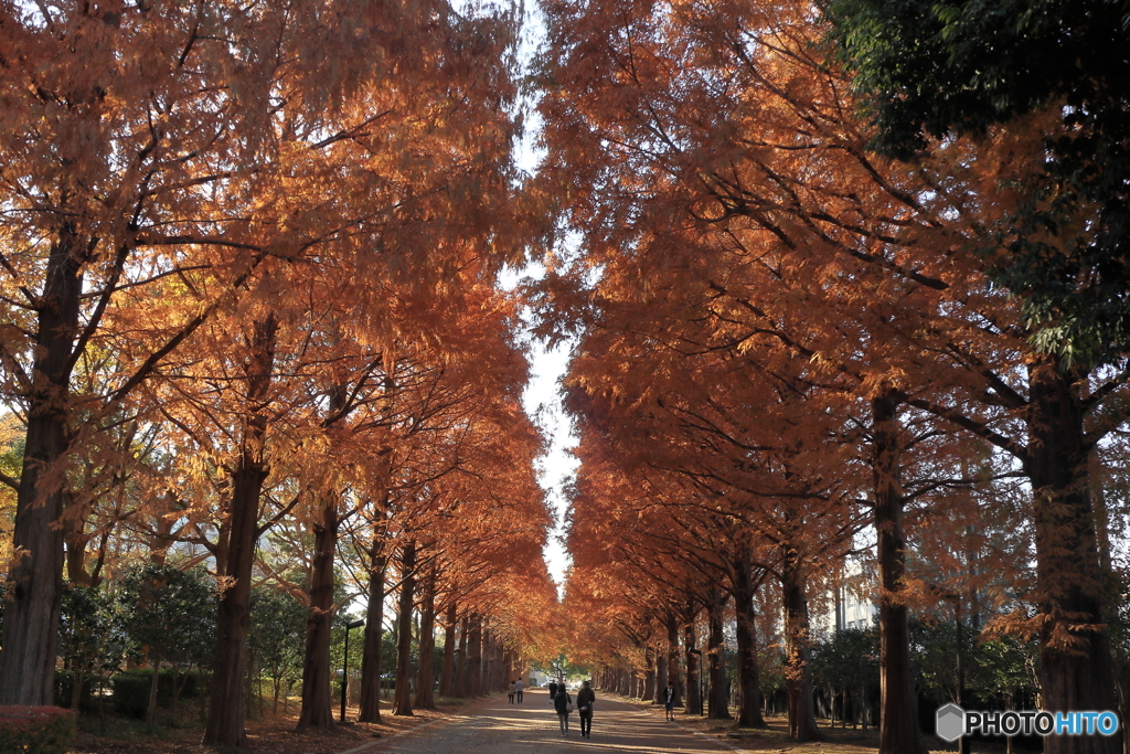公園の並木