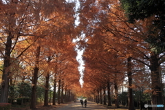 公園の並木