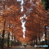 公園の並木