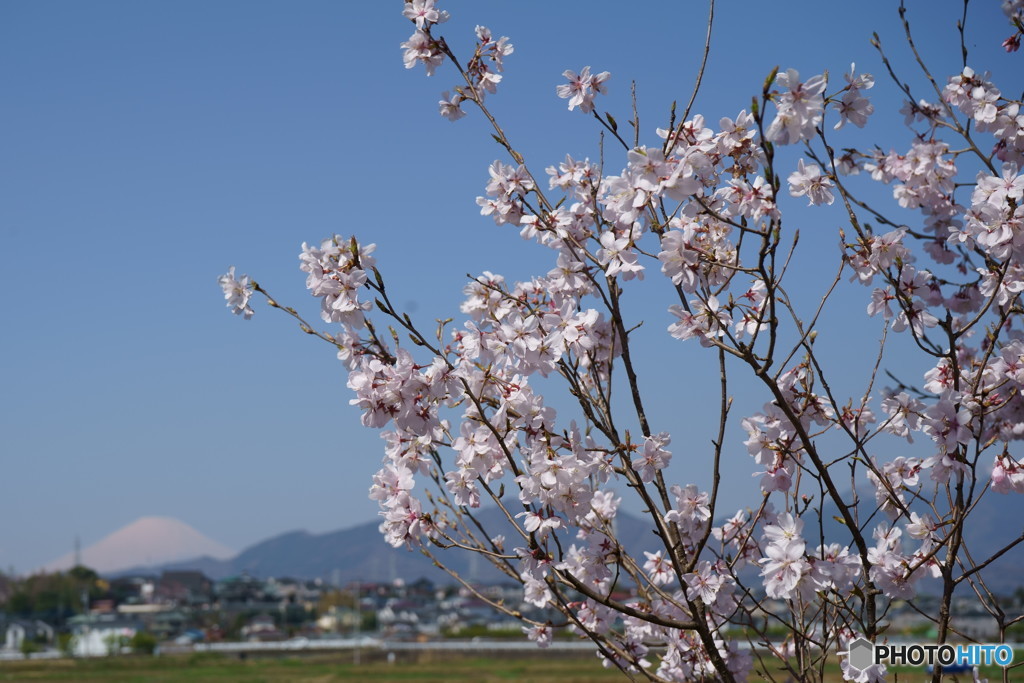桜②