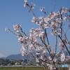 桜②