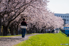 2020桜2