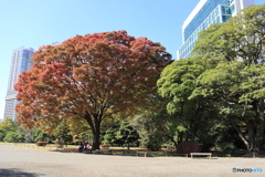 秋です。