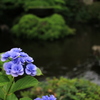 中庭