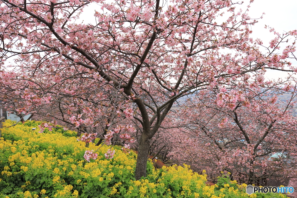 桜2
