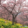 桜2