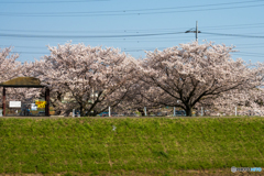 2020桜1
