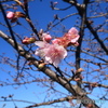 春近し