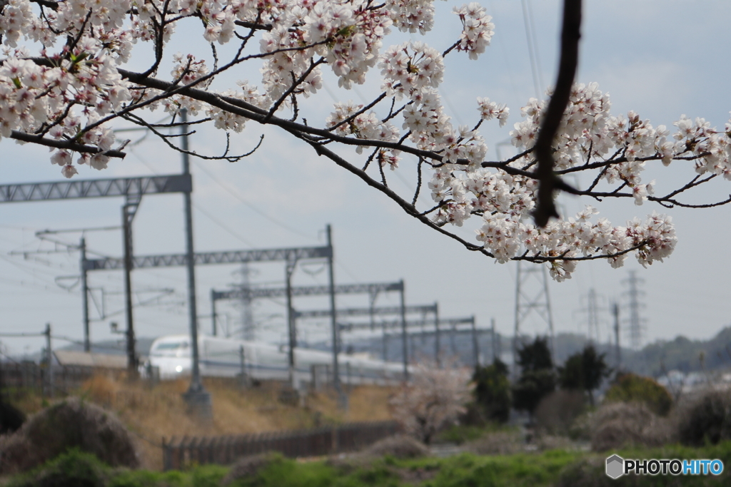 桜、満開