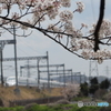 桜、満開