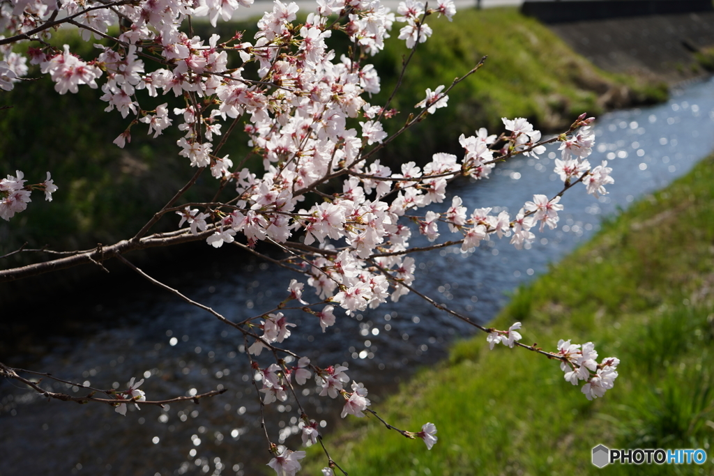 桜①