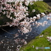 桜①
